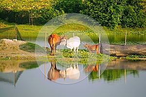 A family of cow / cattle