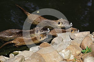 Family of of coypu nutrias, myocastor coypu, swimming in the river