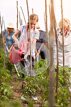 Family cultivate organically grown tomatoes