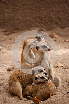 Family of curious meercats