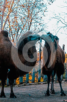 A family of cute camels enjoying each other's company at the Rome Zoo.