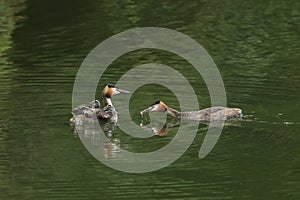 A family of stunning Great Crested Grebe Podiceps cristatus swimming in a river. One of the parent birds is feeding a fish to th