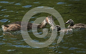 A family of stunning Great Crested Grebe Podiceps cristatus swimming in a river. The parent bird is feeding a Crayfish to the ba