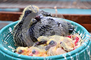 A family of cute pigeons