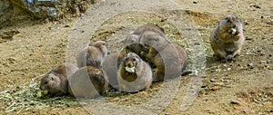 Family of cute small prairie dogs together eating food and standing in the sand adorable animal portrait