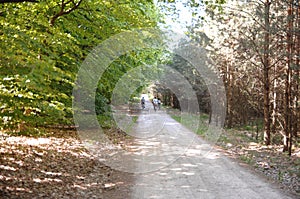 family cycling in the wood