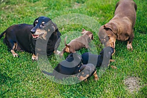 Family dachshunds playing on green grass outdoors