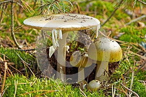 Family of dangerous Amanita phalloides