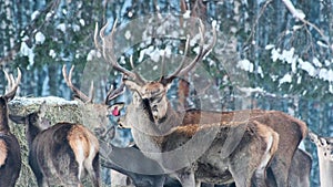 A family of deer eat food from a haystack in winter in the forest, in the park. Close-up.