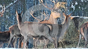 A family of deer eat food from a haystack in winter in the forest, in the park. Close-up.