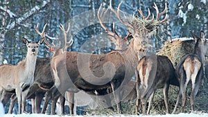 A family of deer eat food from a haystack in winter in the forest, in the park. Close-up.