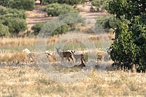 Family of deer eating in the meadows