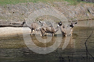 A family of deer