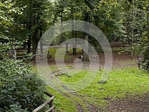 A family of deer walks on the paddock in the zoo