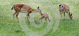 Wild animal. Family of deer in green grass photo