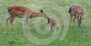 Wild animal. Family of deer in green grass. photo