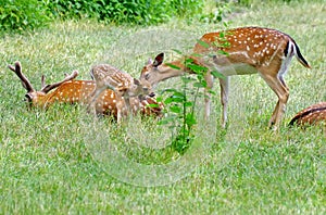 Wild animal. Family of deer in green grass photo