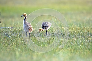 A family of demoiselle cranes