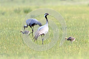 A family of demoiselle cranes