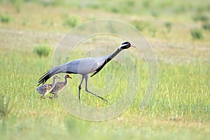 A family of demoiselle cranes