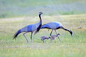 A family of demoiselle cranes