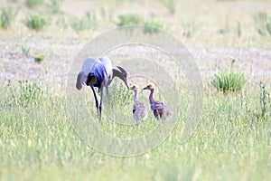 A family of demoiselle cranes