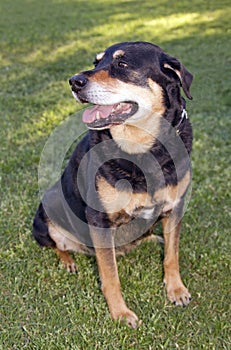 Family dog at dog park photo