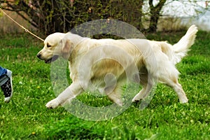 Family dog Golden Retriever runs trot a man on a leash