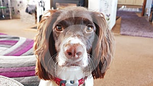 Family dog indoors hearing help trained photo