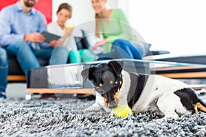 Family dog playing with ball in living room