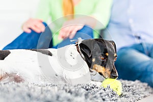 Family dog playing with ball in living room