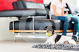 Family dog playing with ball in living room