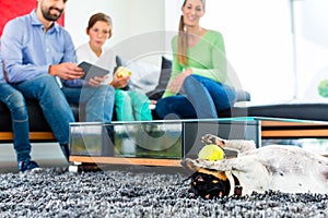 Family dog playing with ball in living room