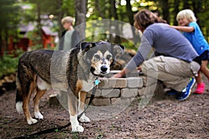 Family Dog Standing by as Man and Children Start Campfire in the Woods