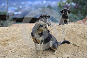 Family dogs live and playing in sand â€‹â€‹mound , dog live semi wild in the outback forest part 23