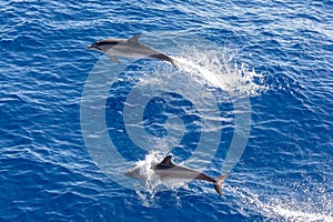 Family dolphins swimming in the blue ocean in Tenerife,Spain