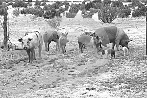 A family of domestic pigs