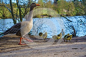 Family of Duck and ducklings by the lake. Brentwood, Essex
