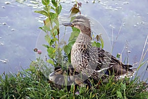 The family is a duck and its ducklings. Pond  and waterfowl. good mood.