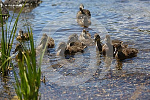 Family of ducks