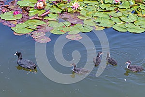 A family of ducks, an adult duck and newborn ducklings swim in the water. Eurasian coot.