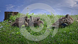 family of ducks with chicks, little fluffy birds, lake shore in the park, High quality FullHD footage