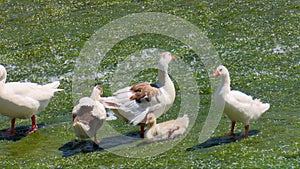 Family of ducks cool and feed in the river current