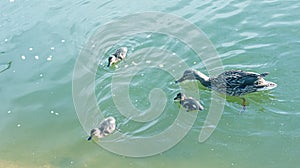 A family of ducks, a duck and its little ducklings are swimming in the water. The duck takes care of its newborn ducklings