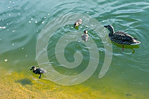 A family of ducks, a duck and its little ducklings are swimming in the water. The duck takes care of its newborn ducklings