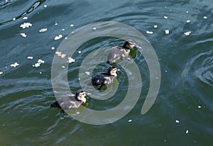 A family of ducks, a duck and its little ducklings are swimming in the water. The duck takes care of its newborn ducklings