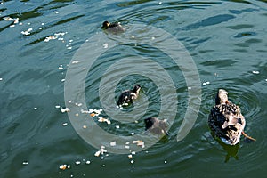 A family of ducks, a duck and its little ducklings are swimming in the water. The duck takes care of its newborn ducklings