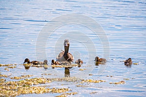 A family of ducks, a duck and its little ducklings are swimming in the water. The duck takes care of its newborn ducklings.