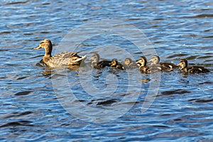 A family of ducks, a duck and six little ducklings are swimming in the water. One line.