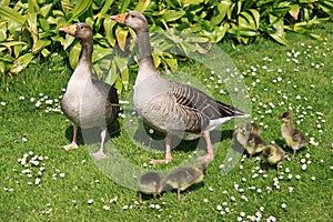 Family of ducks and ducklings